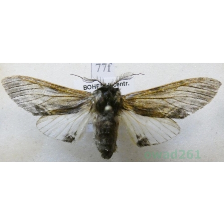 Harpyia milhauseri (Fabricius, 1775) male Wojnica swarożyca Czech77f